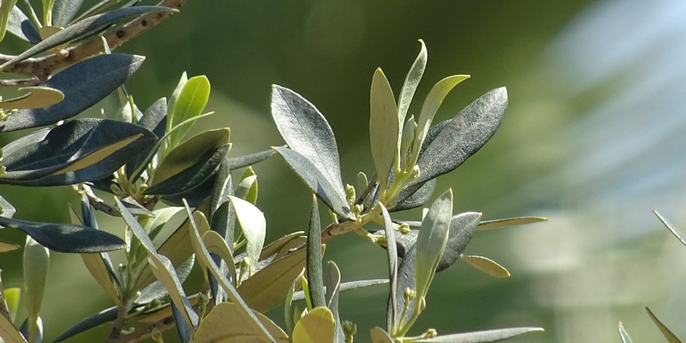 An olive branch