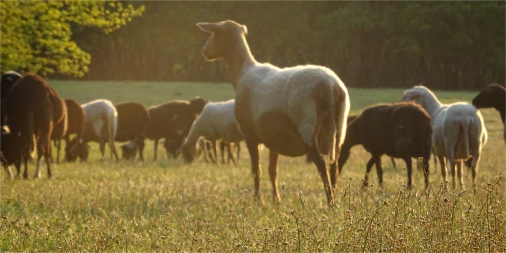 Sheep grazing in the evening sun