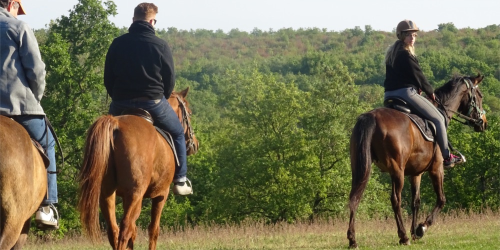 Riders on horseback in a meadow